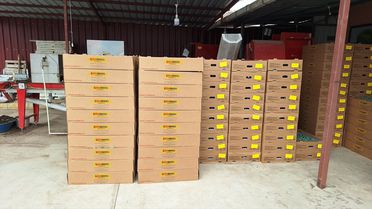 Bafra'da Renkli Karnabahar Fidesi Dağıtıldı