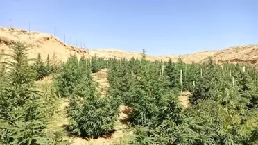 Bingöl'de 88 Bin 766 Kök Kenevir Bitkisi Ele Geçirildi