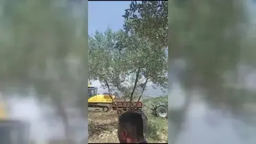 İskenderun'da TOKİ konutları için zeytin ağaçları kesildi, köylüler tepki gösterdi