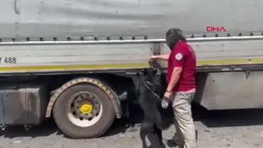 Adana'da TIR'da 158 kilo esrar ele geçirildi