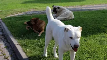 Eskişehir 75'inci Yıl Mahallesinde Başıboş Köpeklerden Şikayet