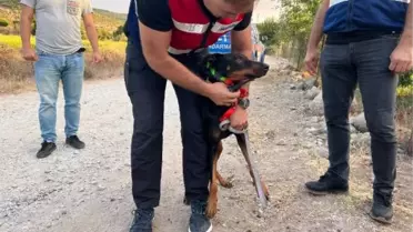Berzeg'in köpeği Tina'nın tahlillerinden de sonuç çıkmadı
