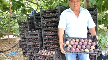 Antalya İbradı'da Siyah İncir Hasadı Başladı