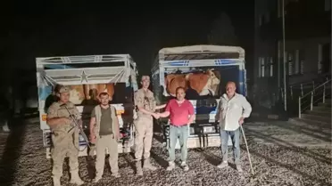 Siirt'te Çalınan 7 Büyükbaş Hayvanı Satmaya Çalışan Şüpheli Tutuklandı