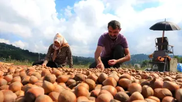 Ordu'da Fındık Hasadı Tamamlandı, Kurutma ve Seçme İşlemleri Devam Ediyor