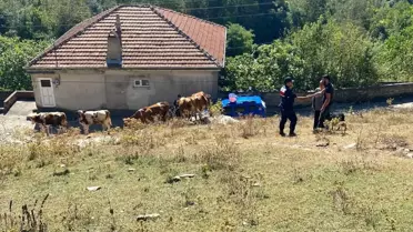 Zonguldak'ta Kaybolan Hayvanlar Jandarma Tarafından Bulundu