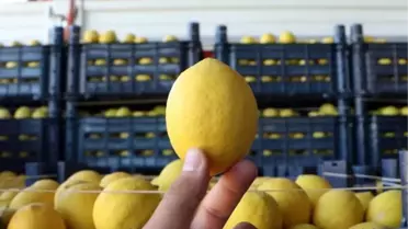 Adana'da Limon Fiyatları Uçtu: Bahçede 3, Markette 24 Lira