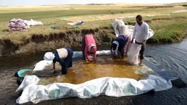 Bayburt'ta Buğday Hasadı ve Öğütme İşlemleri