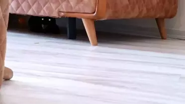 Çorlu'da Hasta Olabileceği Düşünülen Kedi Ev Sahibine ve Belediye Ekiplerine Saldırdı