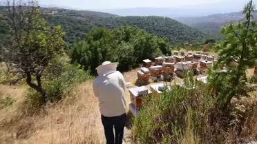 Bornova Belediyesi Arılığında Bal Hasadı Başladı