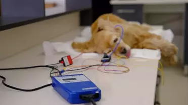 Sivas'ta işitme kaybı bulunan köpek tedavi edildi