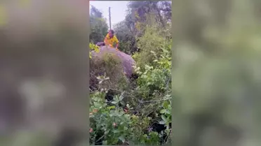Mersin'de Uçurumda Mahsur Kalan Köpek ve Yavruları Kurtarıldı