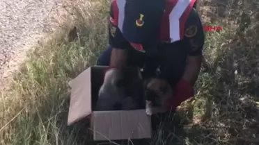 Edirne'de Terk Edilmiş 5 Yavru Köpek Hayvan Barınağına Teslim Edildi