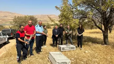 Gercüş ilçesinde doğaya 200 kınalı keklik bırakıldı