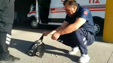 Erzincan'da Sağlık Çalışanı Hastane Önünde Kargayı Besledi