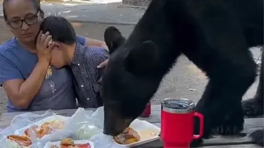 Piknik masasına dadanan ayıyla göz göze gelmemek için heykele dönüştüler
