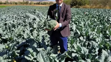 Sinanpaşa'da 12 üretici tarafından ekilen brokolide hasat başladı