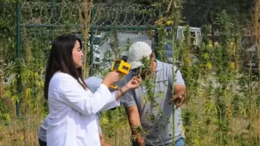 'Sürdürülebilir Kenevir Yetiştiriciliği Projesi' ile su ve gübreden tasarruf