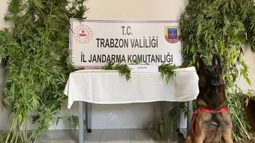 Trabzon Yomra'da Uyuşturucu Operasyonu: 1 Şüpheli Gözaltına Alındı