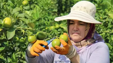 Mersin Erdemli'de Erkenci Limon Hasadı Başladı