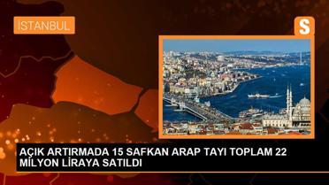 TİGEM'in 15 Safkan Arap Tayı Rekor Fiyatla Satıldı