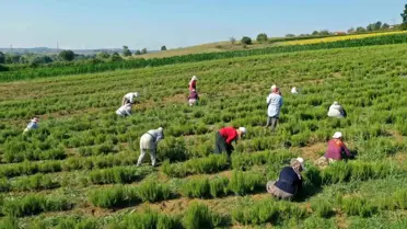 Kocaeli'de Tıbbi Aromatik Bitki Hasadı Başladı