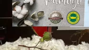 Aydın'ın Söke ilçesinde yetiştirilen pamuğa coğrafi işaret tescili