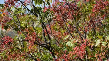 Manisa Demirci'de Kadınlar Çitlembik Topluyor