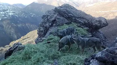 Tunceli'de Yaban Hayatı Fotokapanlarla Kayıt Altına Alınıyor