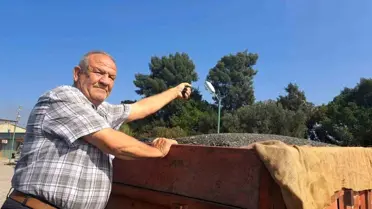 Söke Ovası'nda Pamuk Hasadı Devam Ederken İlk Ayçiçeği Hasat Edildi
