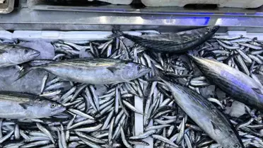 Sinop'ta Palamut ve Hamsi Bereketi