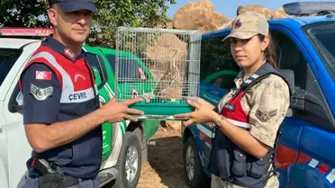 Kilis'te Yaralı Halde Bulunan Balaban Kuşu Koruma Altına Alındı