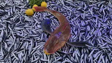 Sinop'ta Hamsi ve Palamut Avı Bereketi