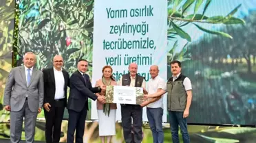 Delice Zeytin Ağaçları Aşılanarak Verimli Hale Getiriliyor