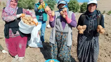 Afyonkarahisar'da Agria cinsi patatesin kilogramı 10-13 TL arasında alıcı buluyor