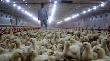 Tavuk Eti Üretimi Ağustos Ayında Yüzde 5,9 Azaldı
