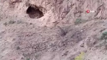 Erzurum'da yaban keçileri cep telefonuyla görüntülendi