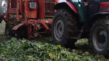 Tokat'ın Artova ilçesinde pancar hasadı devam ediyor