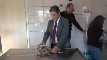 Afyon'da Tedavi Edilen Orman Kartalı ve Şahin Doğaya Salındı