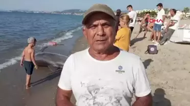Kuşadası Körfezi'nde Ölü Yunus Bulundu