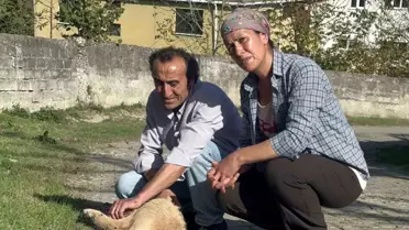 Zonguldak'ta Köpekler Darp Edilerek Öldürülüyor