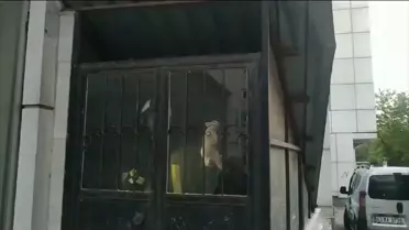 Mardin'de sıkışan yavru kedi itfaiye tarafından kurtarıldı