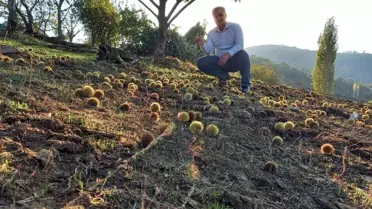 Manisa Sarıgöl'de 2023 Kestane Hasadı Başladı