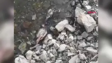 Elazığ'da Murat Nehri kıyısında 50'ye yakın keklik ölüsü bulundu