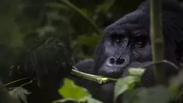 Uganda'da Koruma Altındaki Dağ Gorilleri Takip Ediliyor