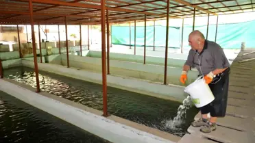 Antalya'da Hobi Olarak Başladığı Balık Çiftliğinde Milyonlarca Yavru Alabalık ve Somon Yetiştiriyor