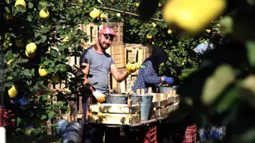 Sakarya'da Coğrafi İşaretli Ayva Hasadı Başladı
