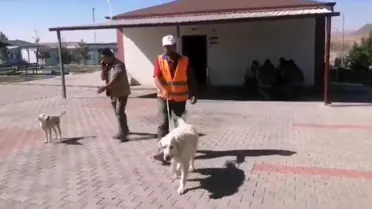 Nevşehir'de yaralanan köpek tedavi edilerek doğal yaşam alanına bırakıldı