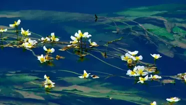 Çin'deki Ottelia acuminata çiçeklerinin çeşitli görüntüleri