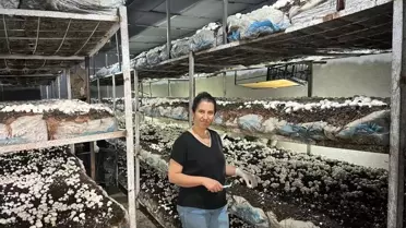 Kütahya'da Girişimci Kadın 36 Ton Kültür Mantarı Üretti